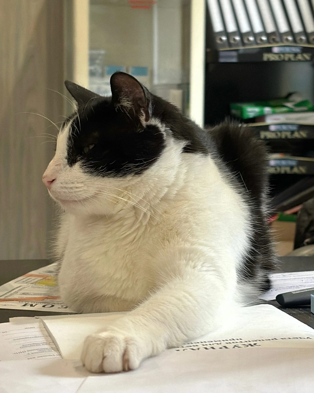 Кот клиники